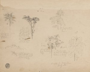 Dessin. Croquis botaniques de Colombie. - Frederic Edwin Church